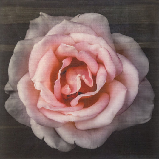 Flower Print of Pink Rose with pale pink double blooming reflex petals curling outwards Centered in Square mode, black background, wall art