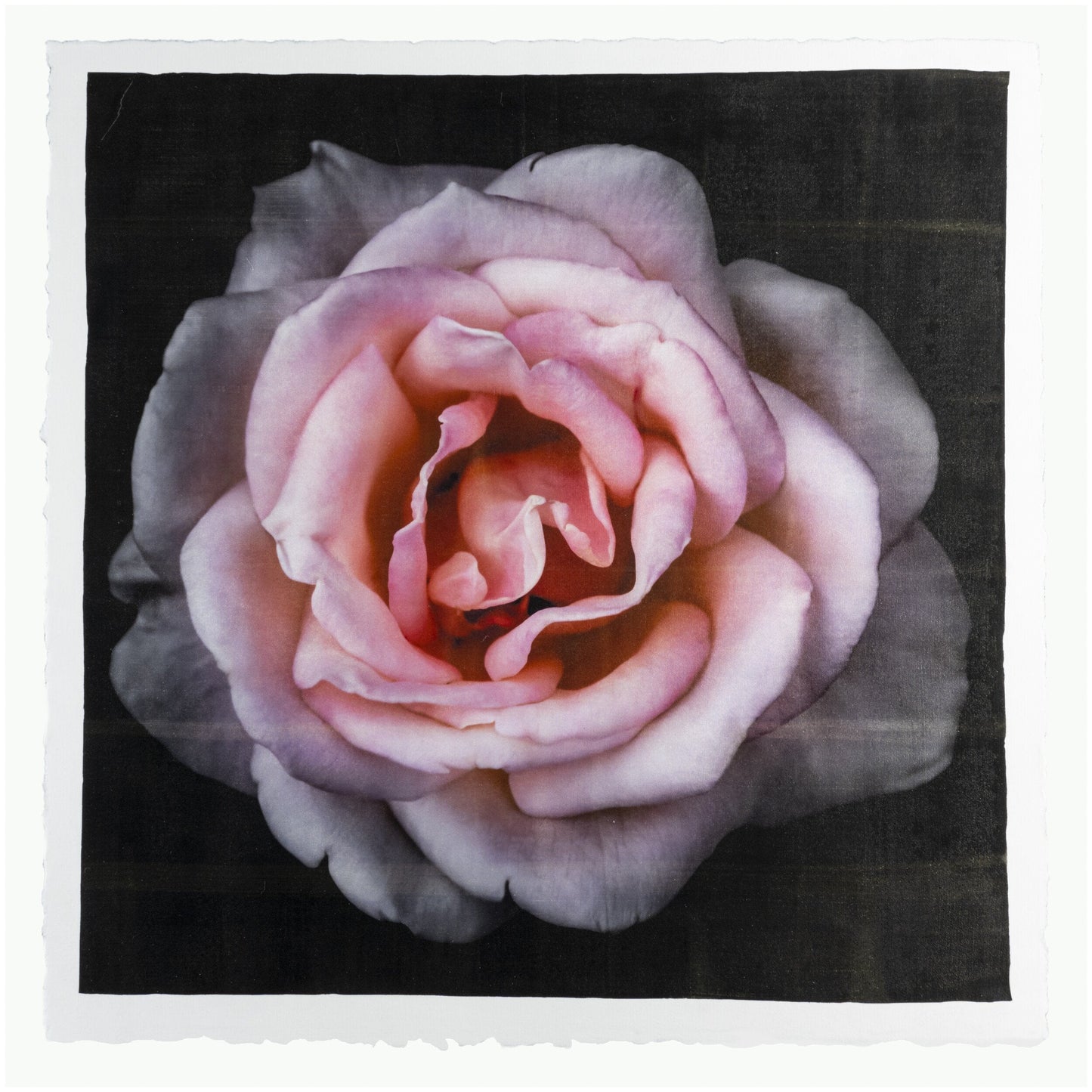 Flower Print of Pink Rose with pale pink double blooming reflex petals curling outwardsCentered in Square mode, black background, wall art 20” square on cotton paper deckle edge
