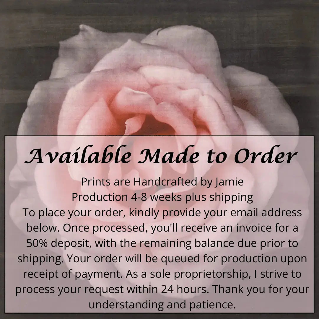 Pink Rose fine art handmade flower print with pale pink double blooming reflex petals curling outwards centered in Square mode, black background, wall art