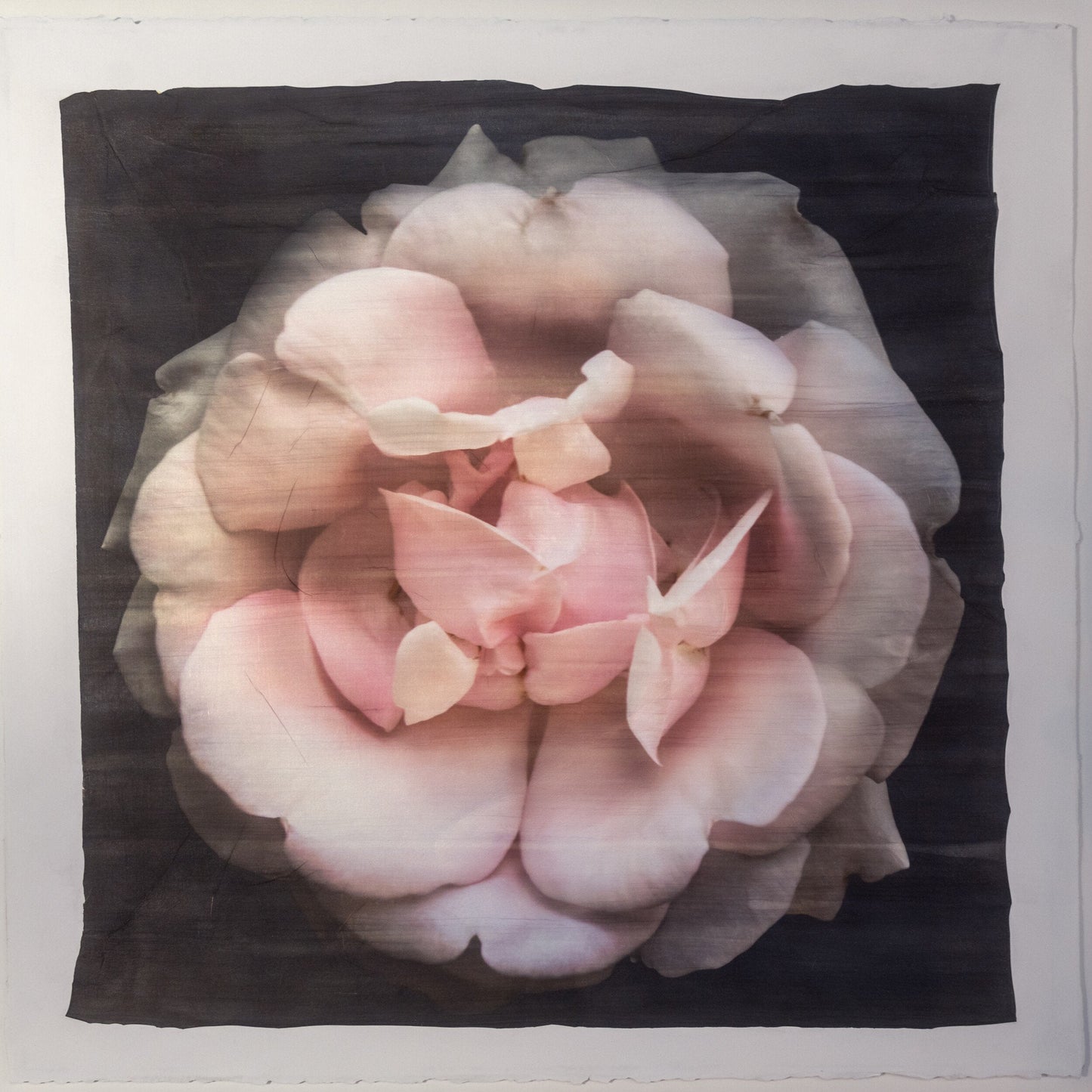 Flower Print of Pink Rose double blooming pale pink flower with scalloped edges, fluttery center petals Centered in Square mode, black background, wall art 8” square on cotton paper deckle edge
