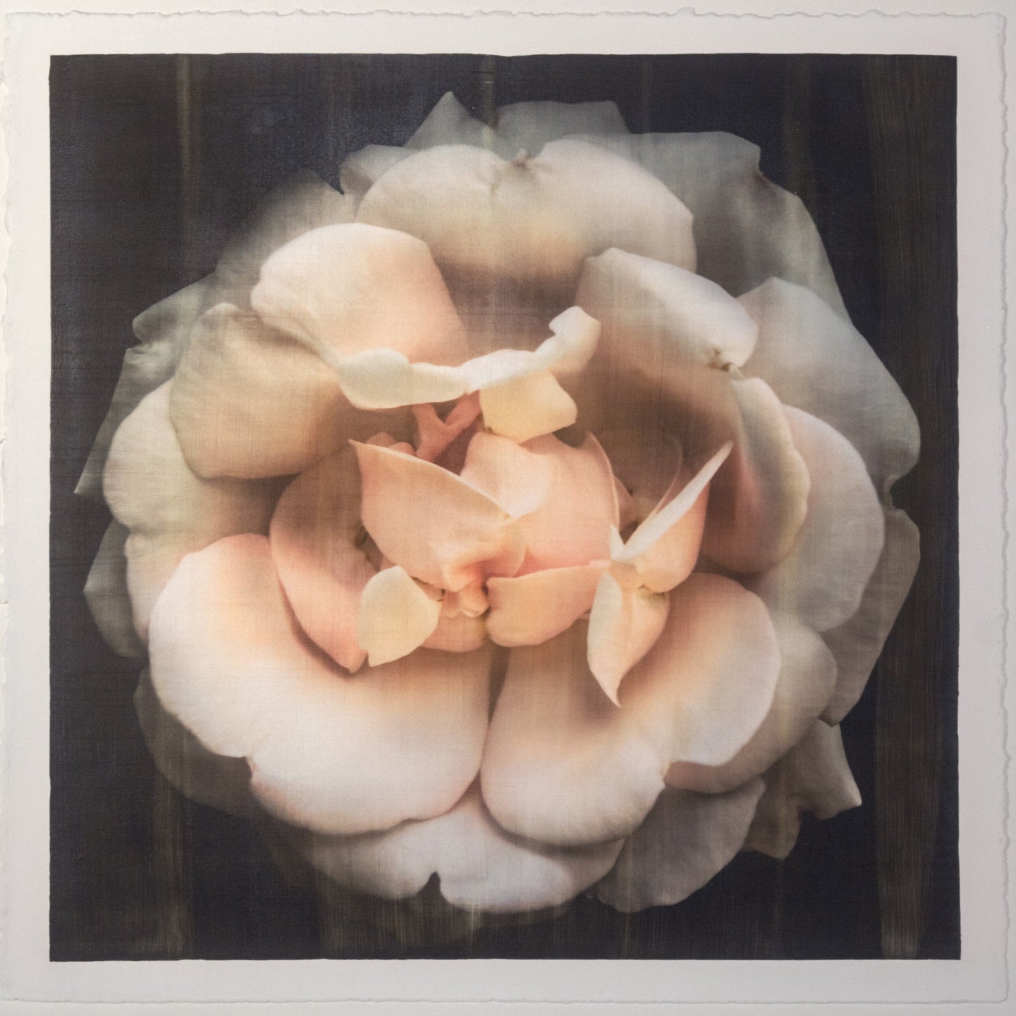 Flower Print of Pink Rose double blooming pale pink flower with scalloped edges, fluttery center petals Centered in Square mode, black background, wall art 8” square on cotton paper deckle edge