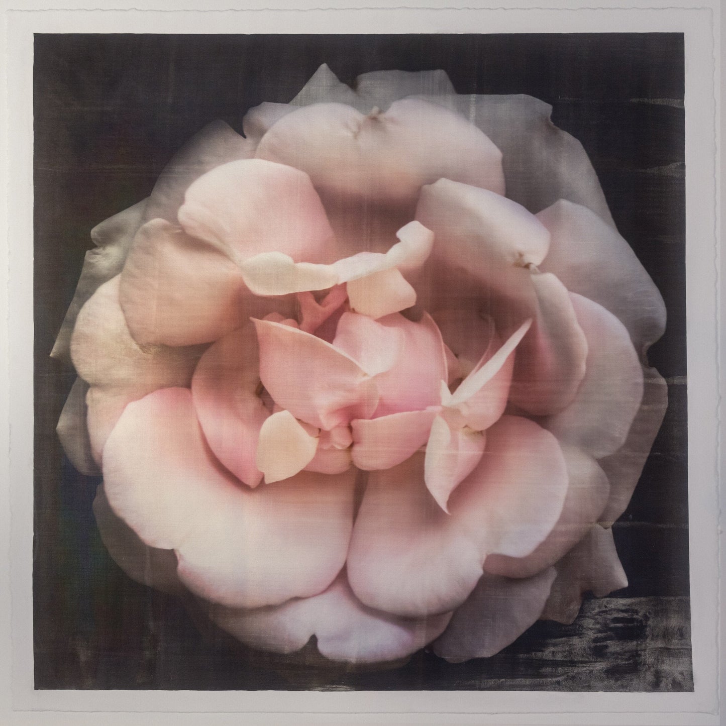 Flower Print of Pink Rose double blooming pale pink flower with scalloped edges, fluttery center petals Centered in Square mode, black background, wall art 8” square on cotton paper deckle edge