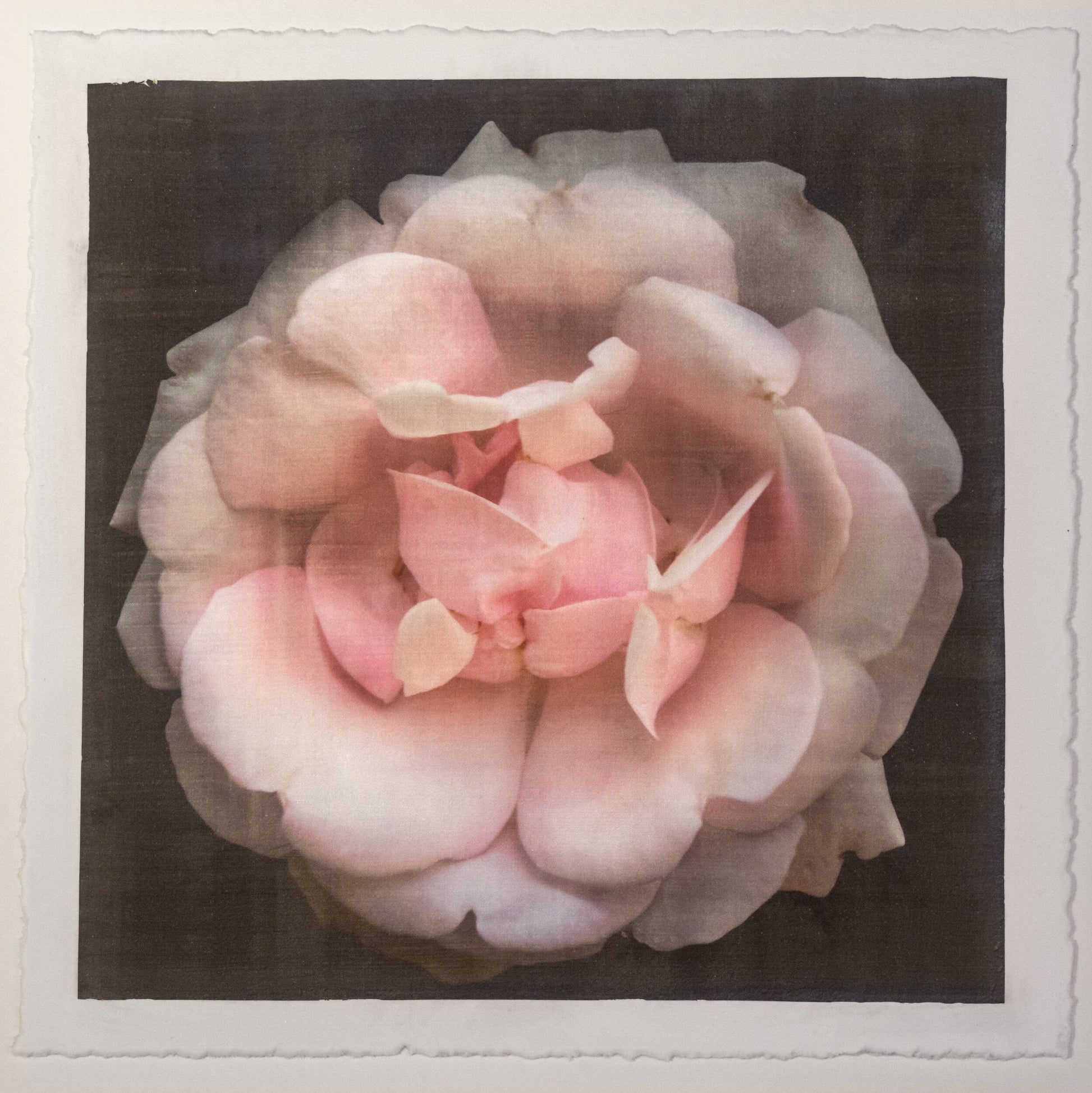 Flower Print of Pink Rose double blooming pale pink flower with scalloped edges, fluttery center petals Centered in Square mode, black background, wall art 12” square on cotton paper deckle edge