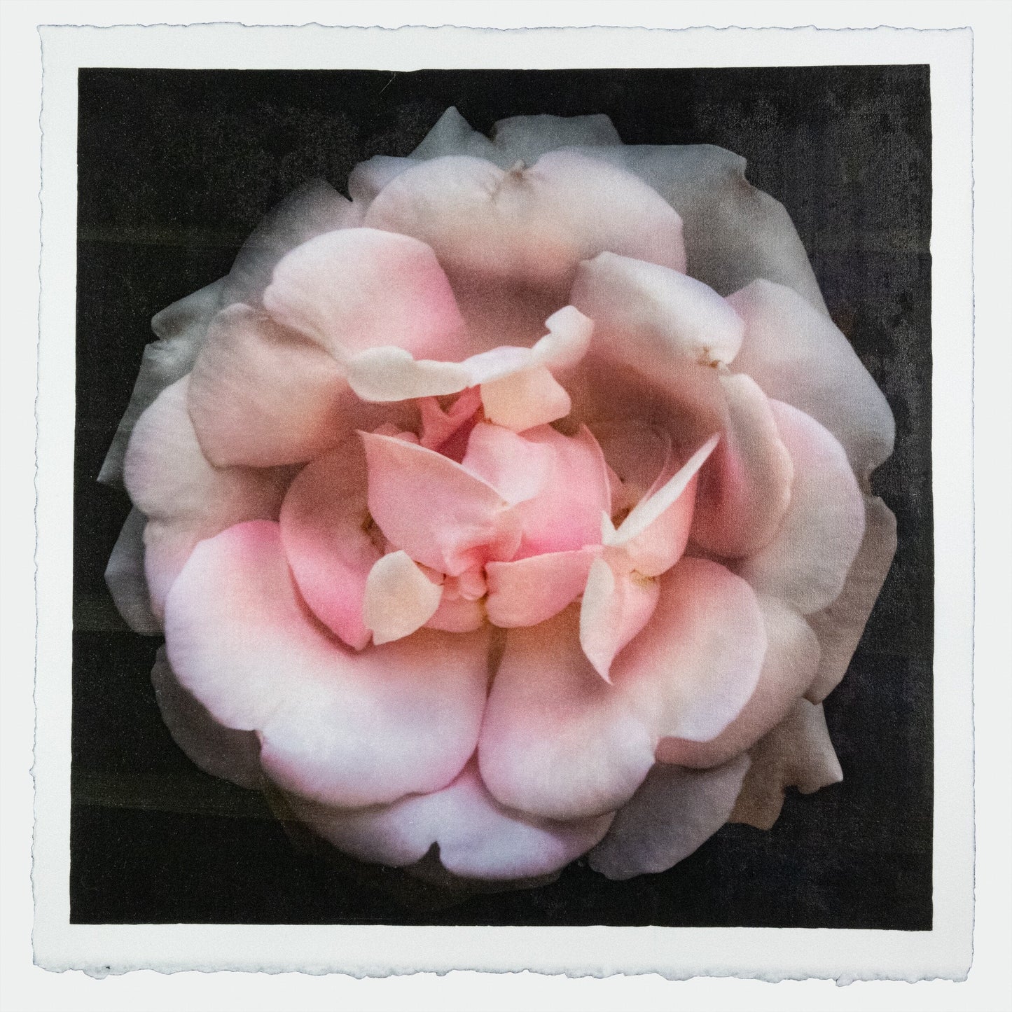 Flower Print of Pink Rose double blooming pale pink flower with scalloped edges, fluttery center petals Centered in Square mode, black background, wall art 12” square on cotton paper deckle edge