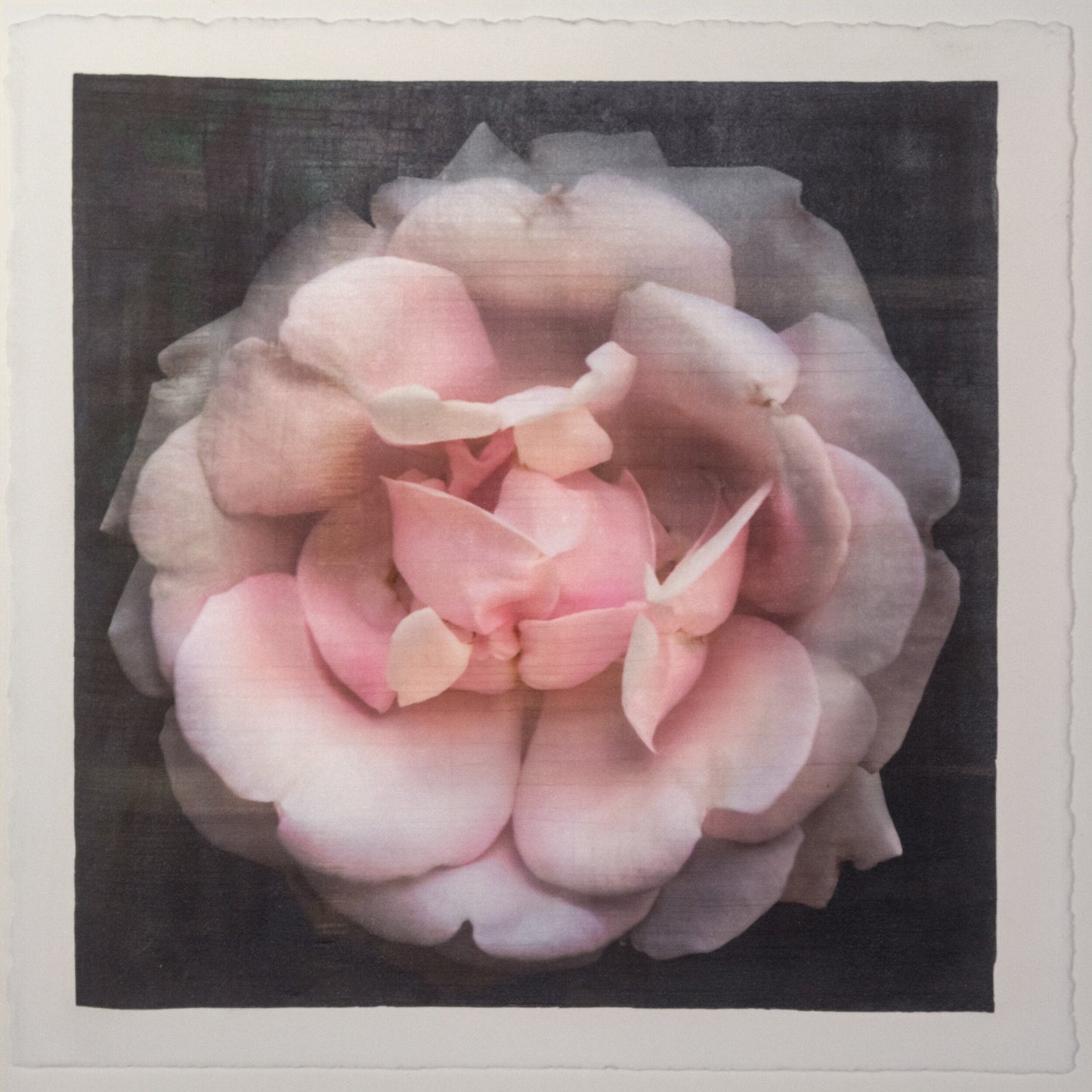 Flower Print of Pink Rose double blooming pale pink flower with scalloped edges, fluttery center petals Centered in Square mode, black background, wall art 8” square on cotton paper deckle edge