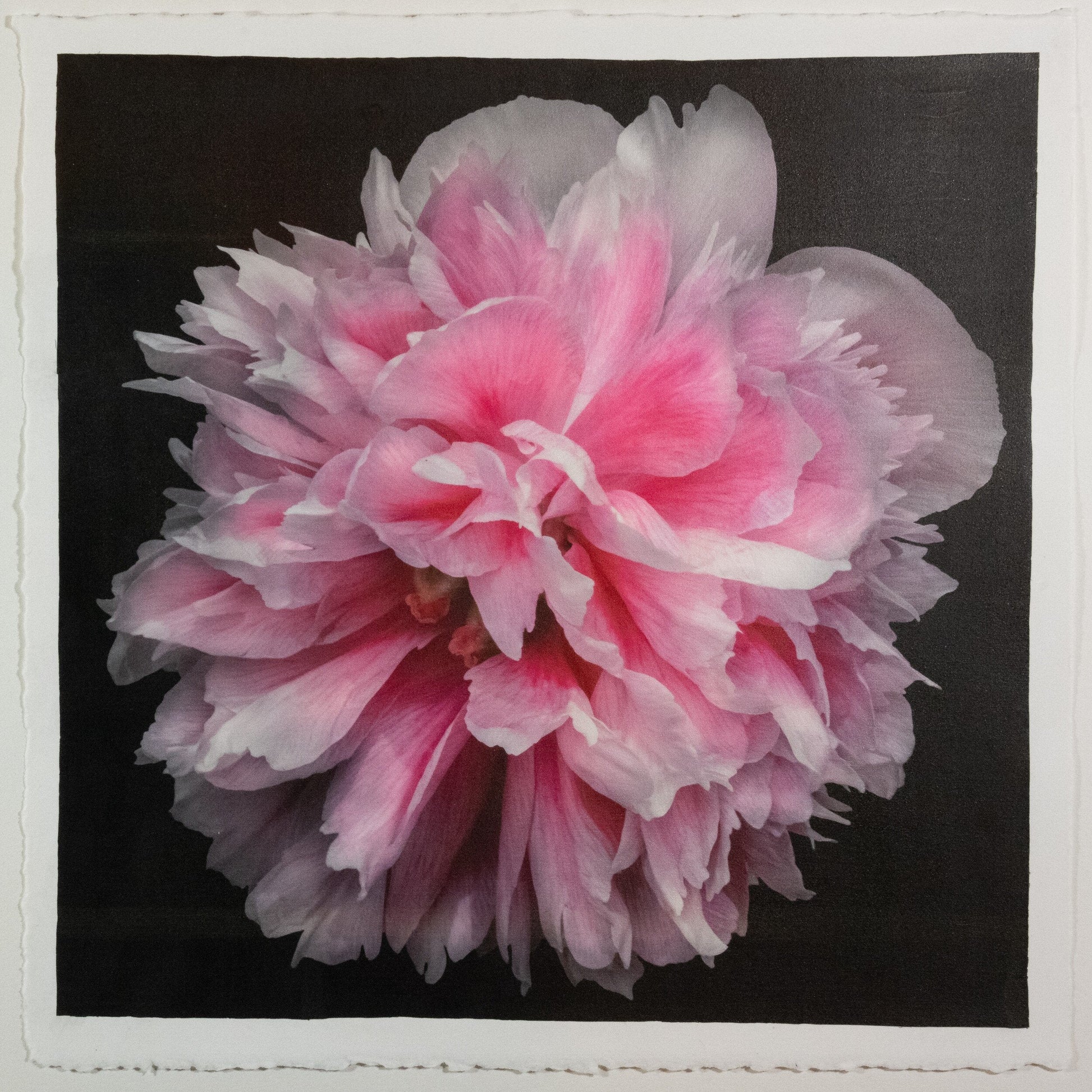 flower photograph print of huge double tree pink peony in prime bloom with swirl petals colored from a deep magenta center to white tips at the edge. Centered in Square mode, black background, wall art.