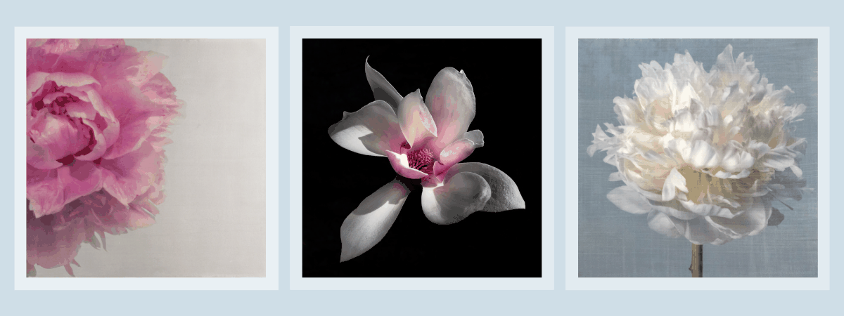 Fine Art Flower Photography Prints three flower photograph prints-pink peony, pink magnolia and white peony - wall art