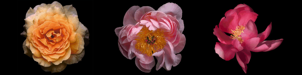 Psychology of Flowers represented by 3 flower photography prints
