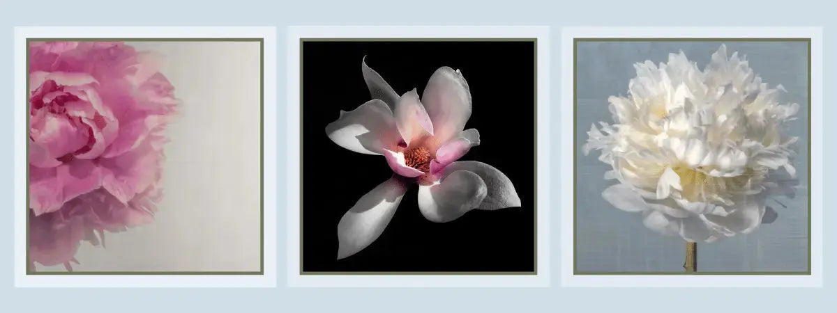 three flower photograph prints-pink peony, pink magnolia and white peony - wall art