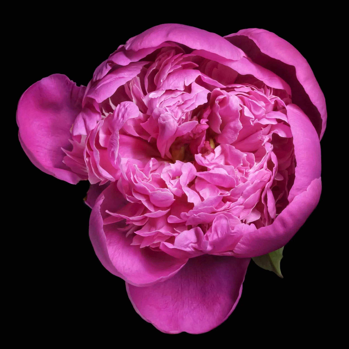 pink peony flower photography prints in square format on black background