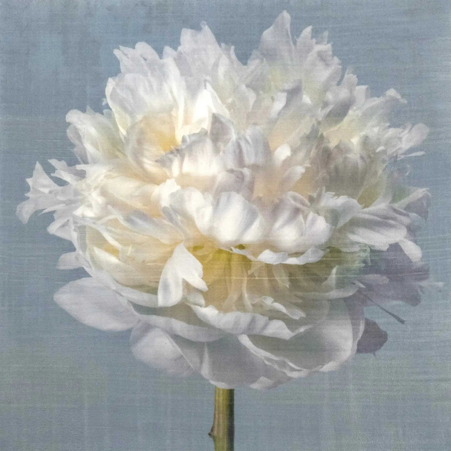 Art Prints -Pink-White-Blue-Emulsion-Flower-Jamie Buzil Photography