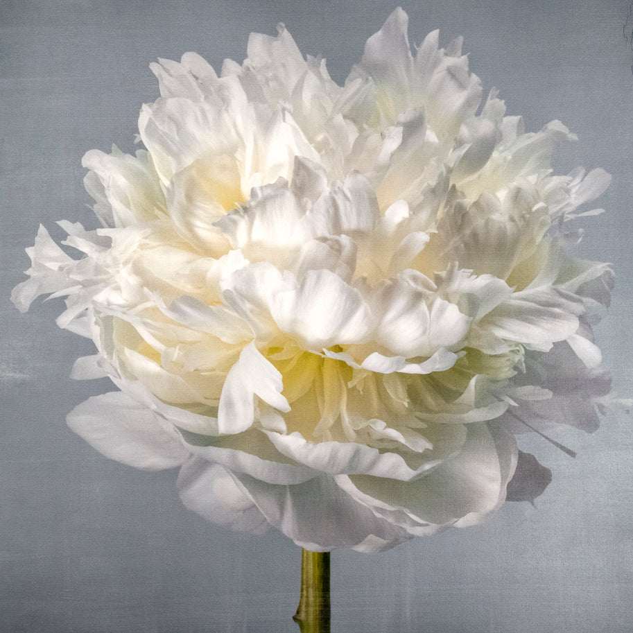 Pink, White & Blue Peony Emulsion Lift Art Prints