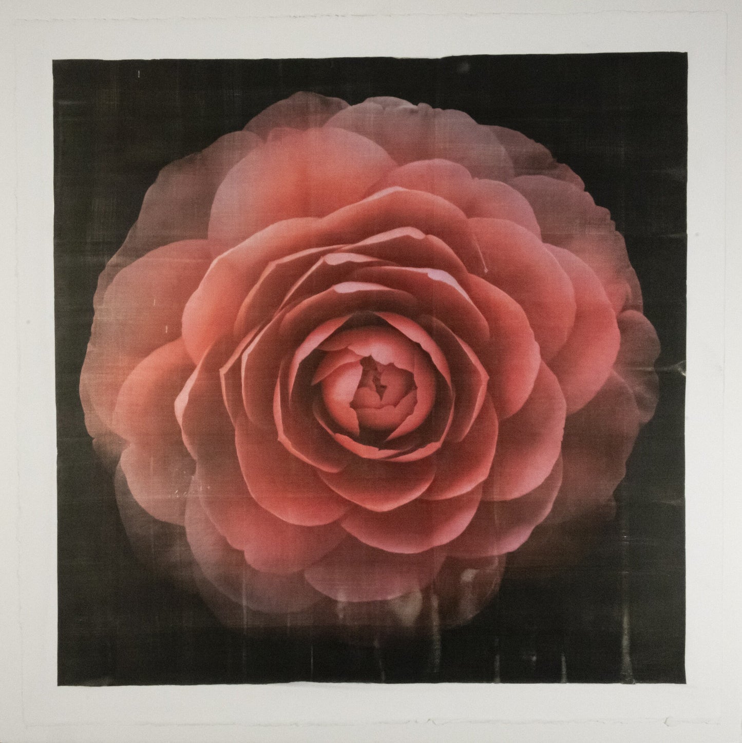 Print of Red Camellia with double blooming symmetrical velvety petals Centered in Square mode, black background, wall art 20” square on cotton paper deckle edge