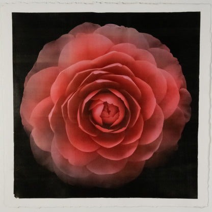 Print of Red Camellia with double blooming symmetrical velvety petals Centered in Square mode, black background, wall art 12” square on cotton paper deckle edge