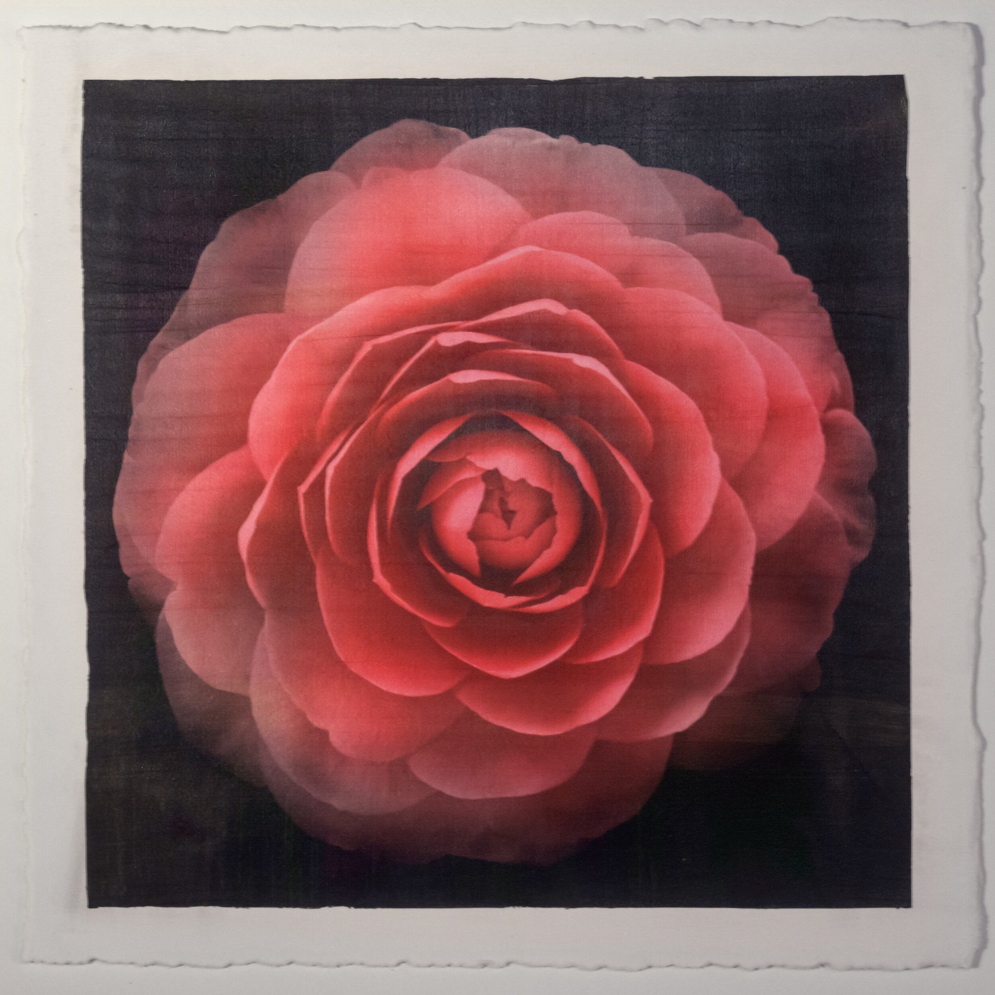 Print of Red Camellia with double blooming symmetrical velvety petals Centered in Square mode, black background, wall art 8” square on cotton paper deckle edge