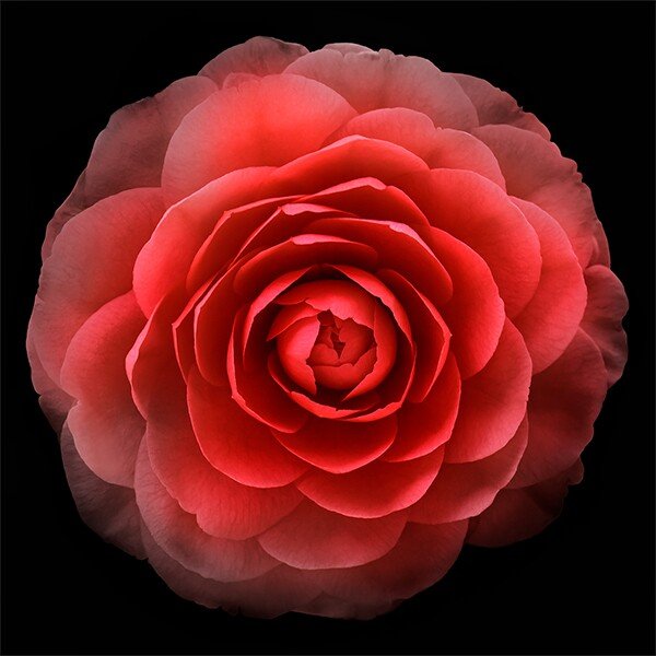 Print of Red Camellia with double blooming symmetrical velvety petals Centered in Square mode, black background, wall art