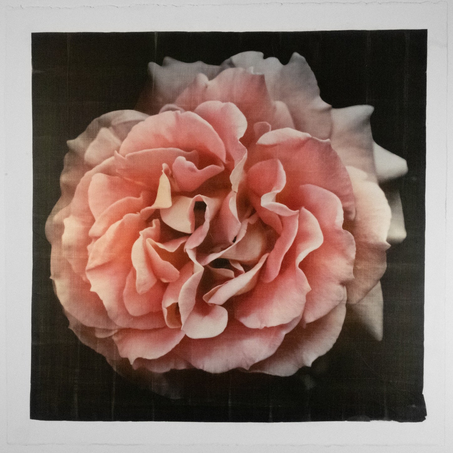 varied edition print of floribunda orange rose with fluttery petals in prime bloom with golden pearl highlight.13x13” deckled edge on French cotton. Square mode, black background, wall art.