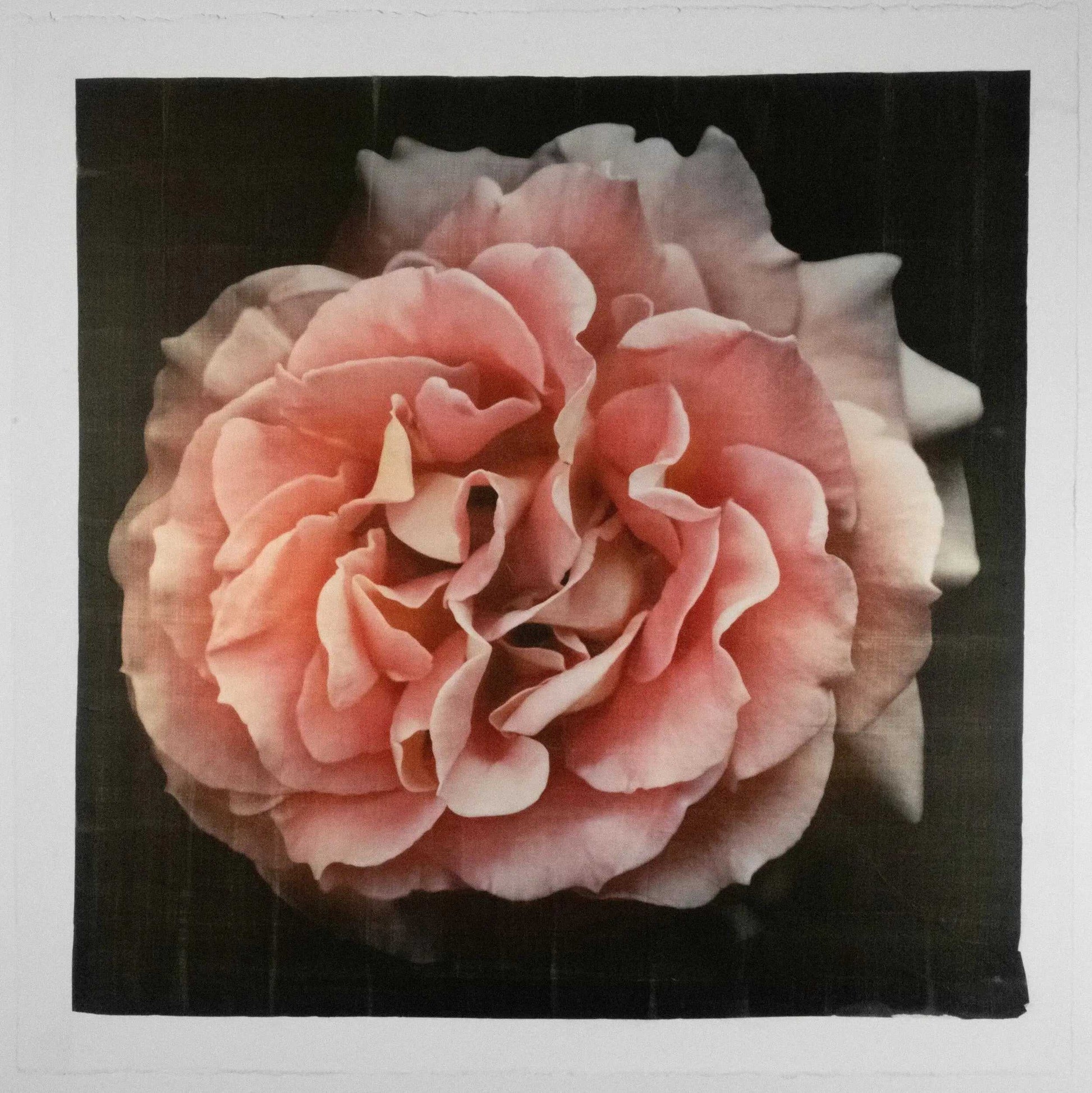 Flower photograph print of Rosa Brass Band Floribunda orange rose in prime romantic bloom with golden highlights. Centered in Square mode, black background, wall art.