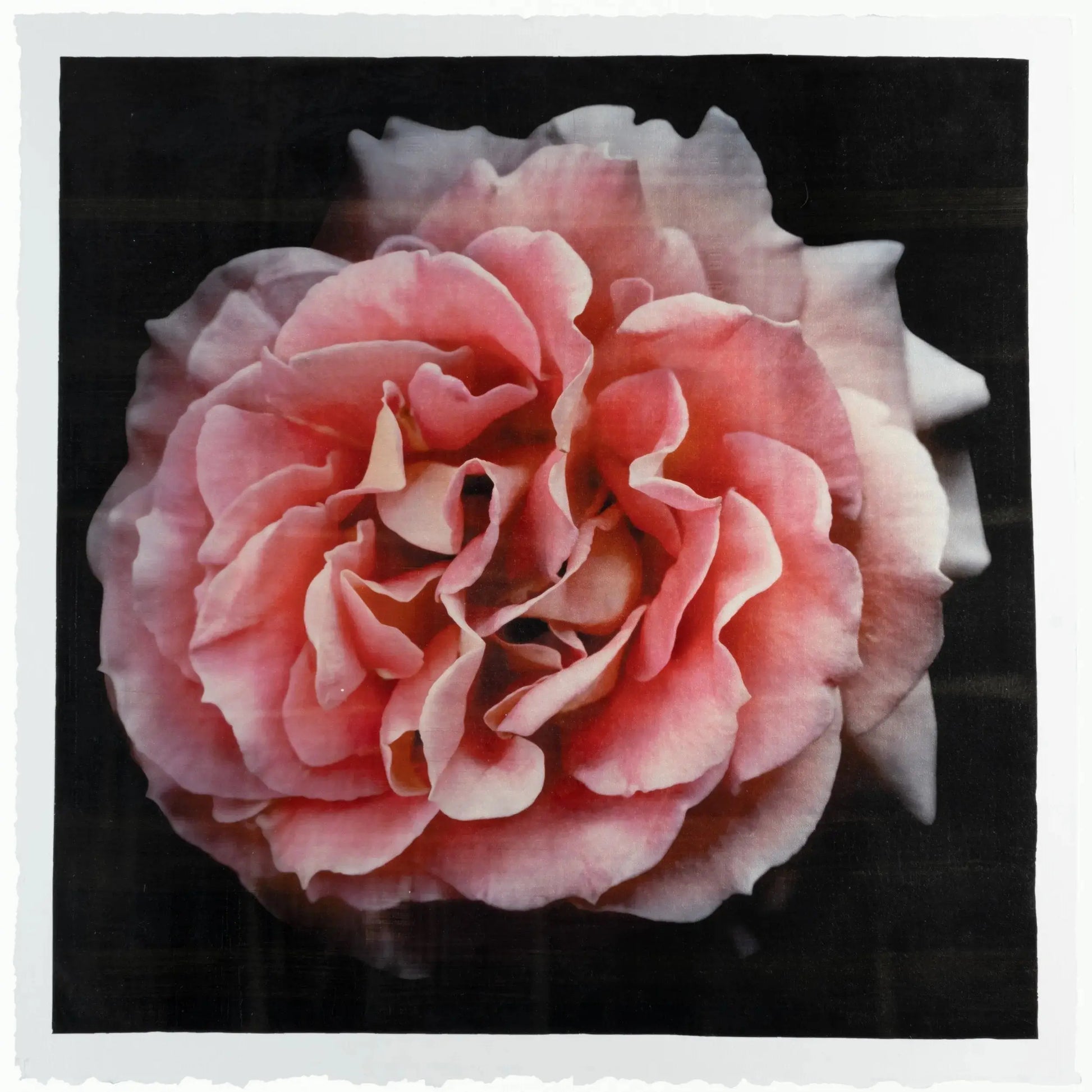 Flower photograph print of Rosa Brass Band Floribunda orange rose in prime romantic bloom with golden highlights. Centered in Square mode, black background, wall art.