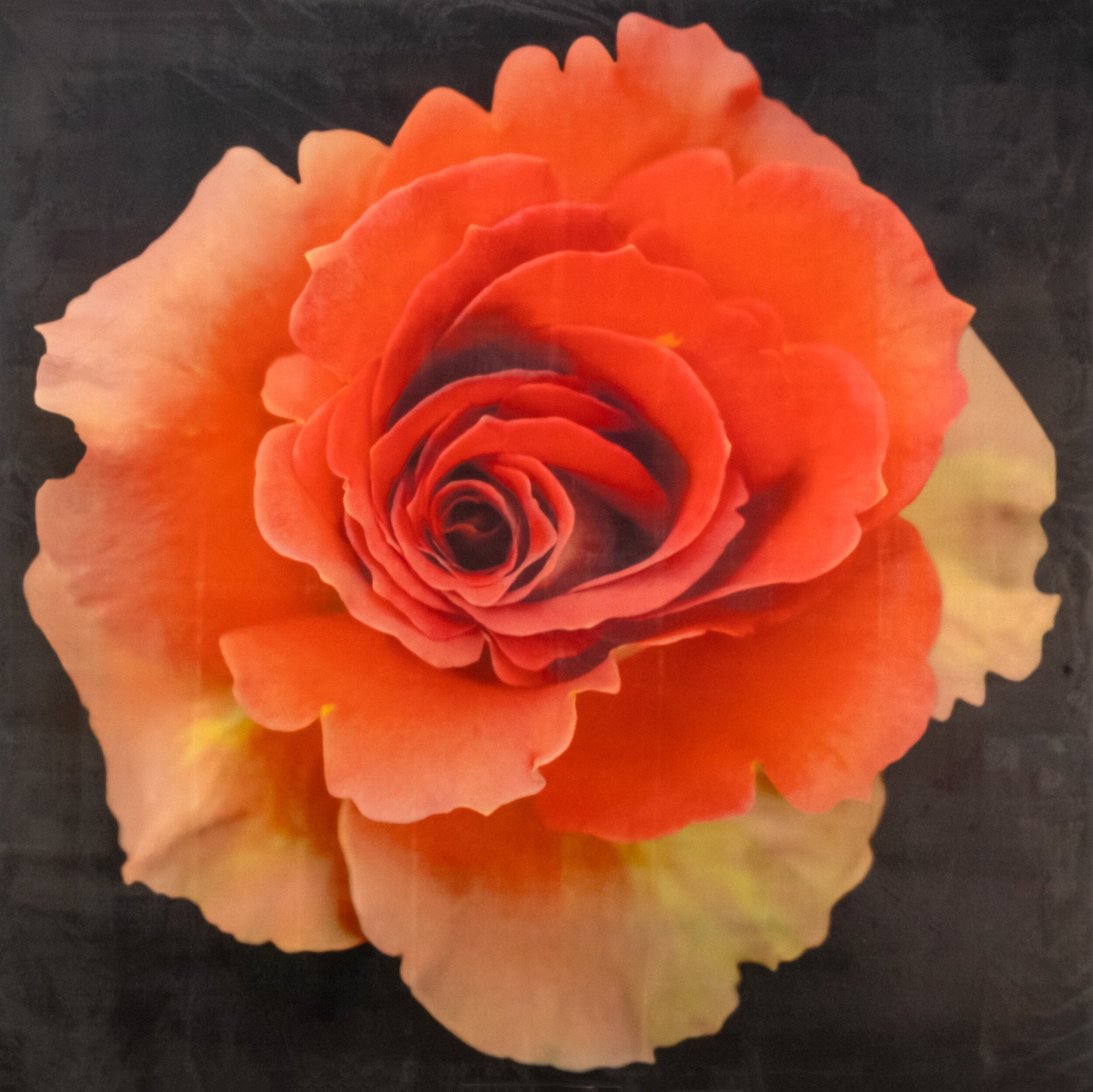 print of vibrant deep orange rose in prime bloom with spiral center surrounded by looser unfurling ruffled petals . Centered in Square mode, black background, wall art.