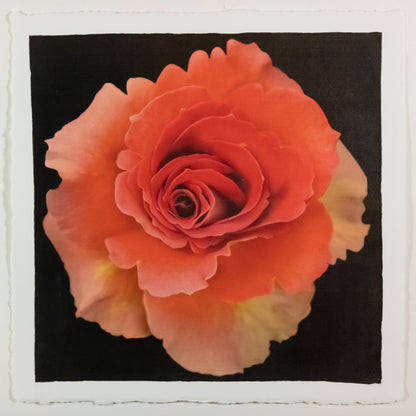 print of vibrant deep orange rose in prime bloom with spiral center surrounded by looser unfurling ruffled petals . 8” square on deckled edge print cotton paper. black background, wall art.