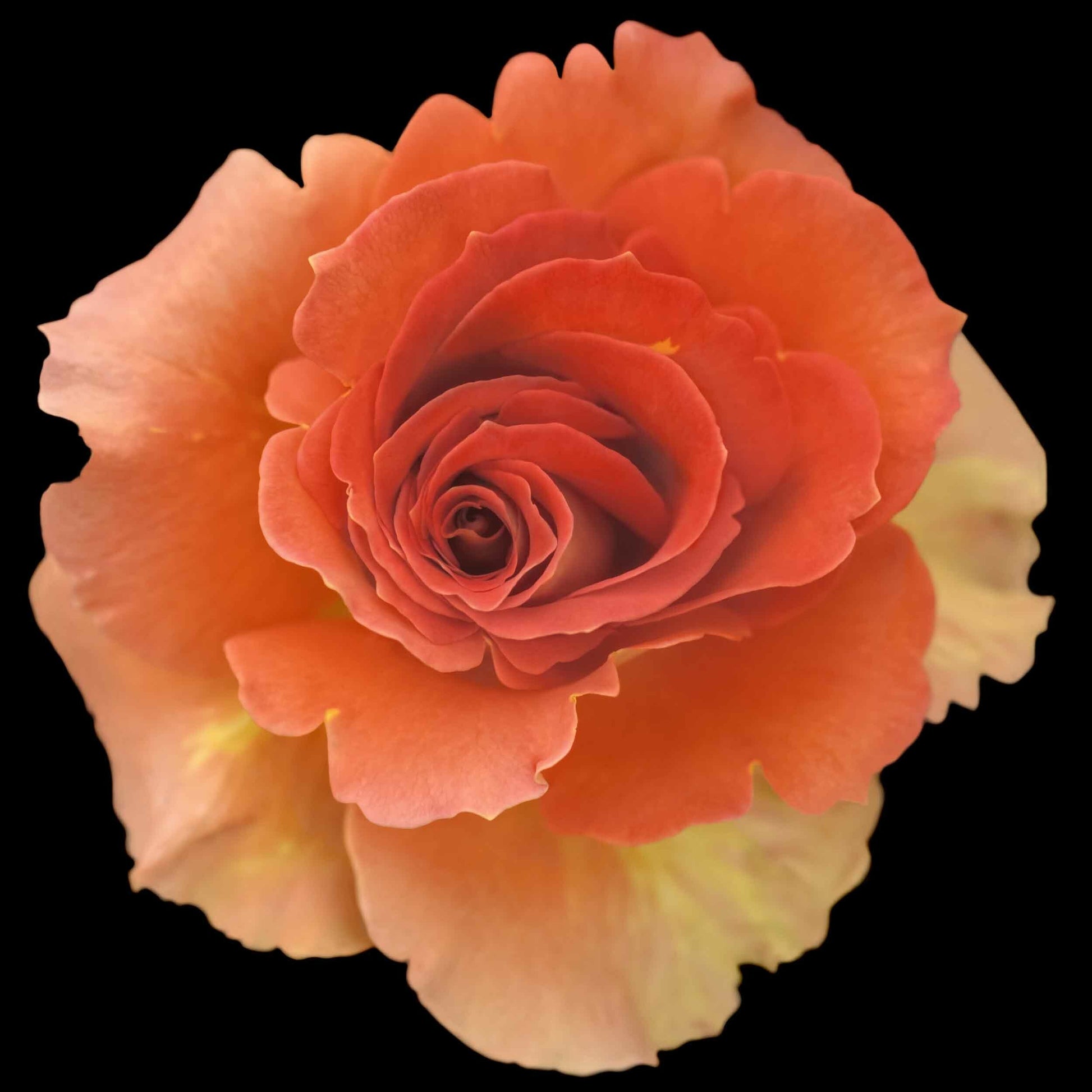 print of vibrant deep orange rose in blooming with spiral center surrounded by looser unfurling ruffled petals turning to yellow Centered in Square mode, black background, wall art