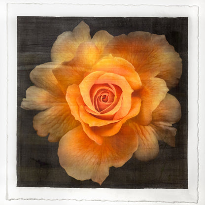 Yellow Rose partially blooming yellow with orange hybrid rose scalloped outer petals and circular center Centered in Square mode, black background, wall art 8” square on cotton paper deckle edge