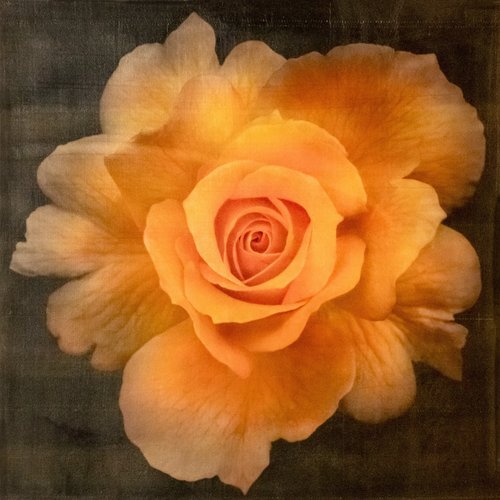 Print of Yellow Rose partially blooming yellow with orange hybrid rose scalloped outer petals and circular center Centered in Square mode, black background, wall art