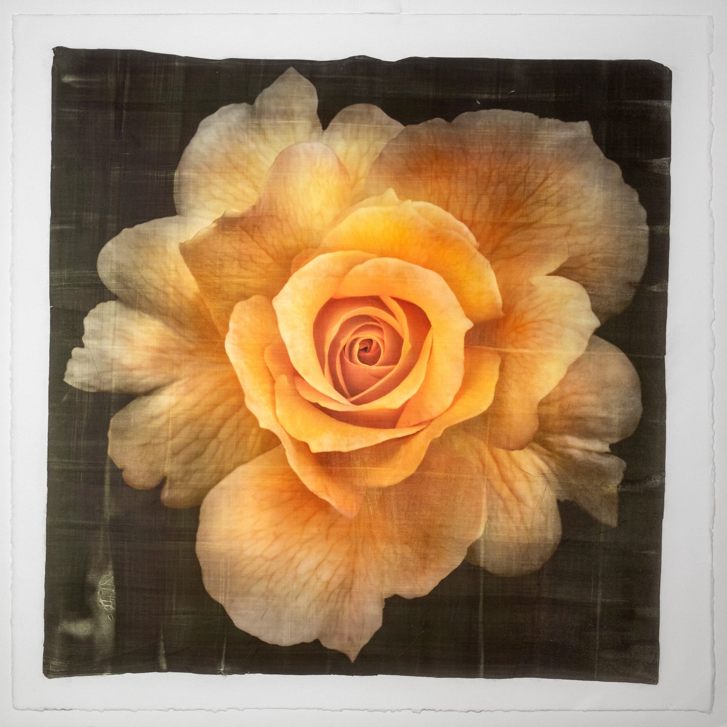 Yellow Rose partially blooming yellow with orange hybrid rose scalloped outer petals and circular center Centered in Square mode, black background, wall art 12” square on cotton paper deckle edge