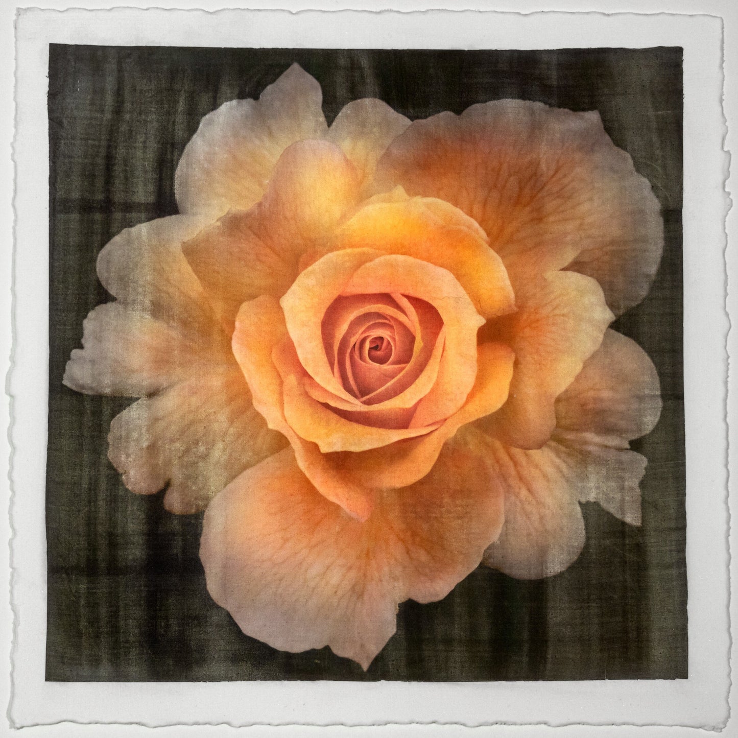 Yellow Rose partially blooming yellow with orange hybrid rose scalloped outer petals and circular center Centered in Square mode, black background, wall art 20” square on cotton paper deckle edge