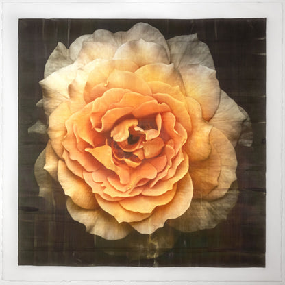 Print of Yellow Rose for sale of a flower with large, full double blooming yellow orange symmetrical petals Centered in Square mode, black background, wall art 20” square on cotton paper deckle edge