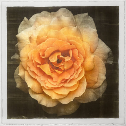 Print of Yellow Rose for sale of a flower with large, full double blooming yellow orange symmetrical petals Centered in Square mode, black background, wall art 12” square on cotton paper deckle edge