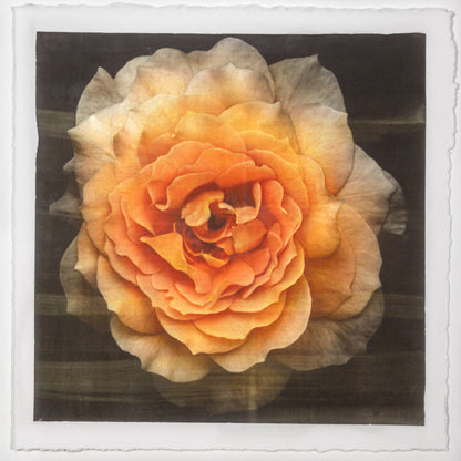 Print of Yellow Rose for sale of a flower with large, full double blooming yellow orange symmetrical petals Centered in Square mode, black background, wall art 8” square on cotton paper deckle edge