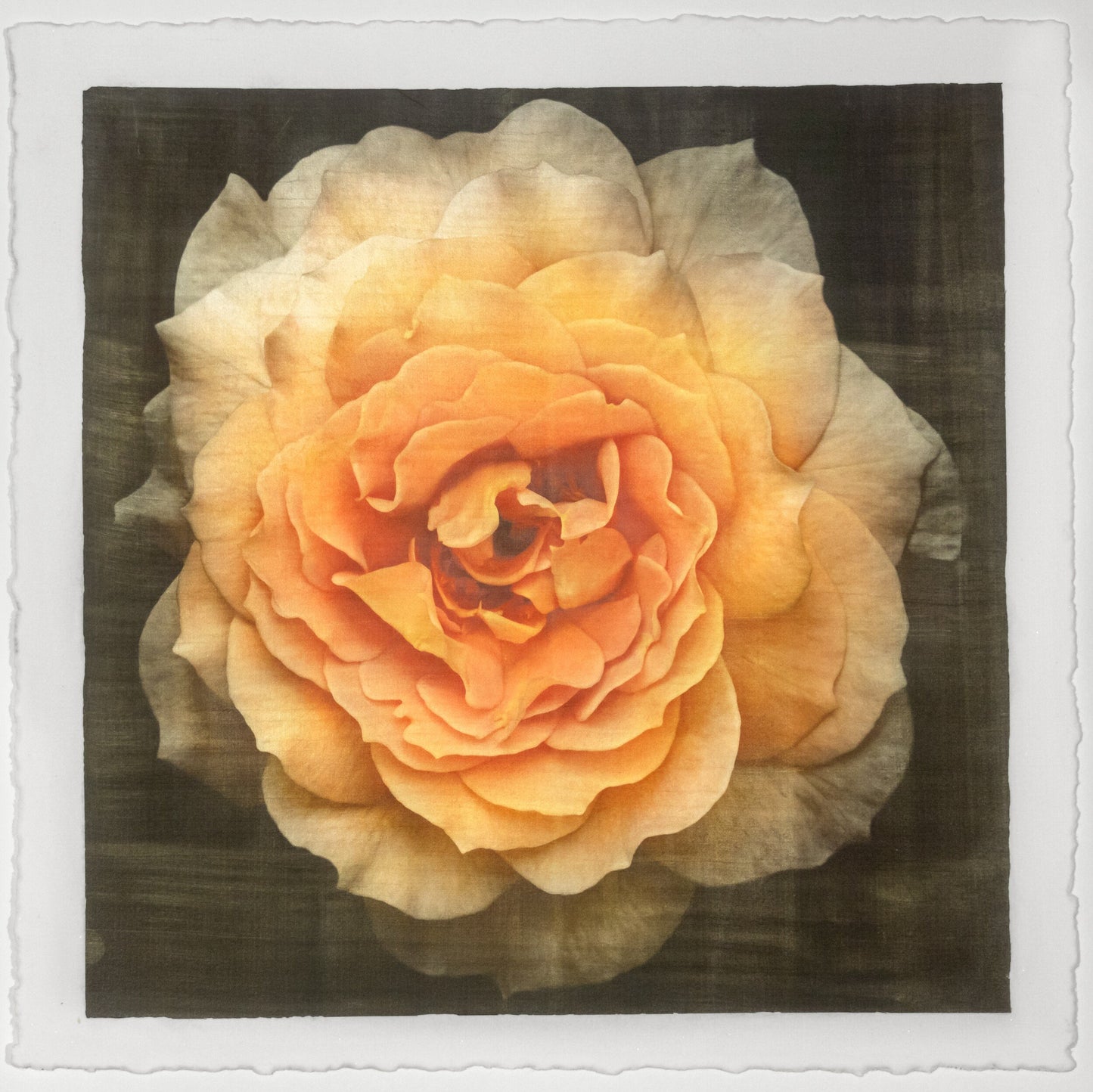 Print of Yellow Rose for sale of a flower with large, full double blooming yellow orange symmetrical petals Centered in Square mode, black background, wall art 8” square on cotton paper deckle edge