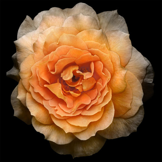 Double blooming yellow orange Rose with symmetrical petals Centered in Square mode on black background wall art