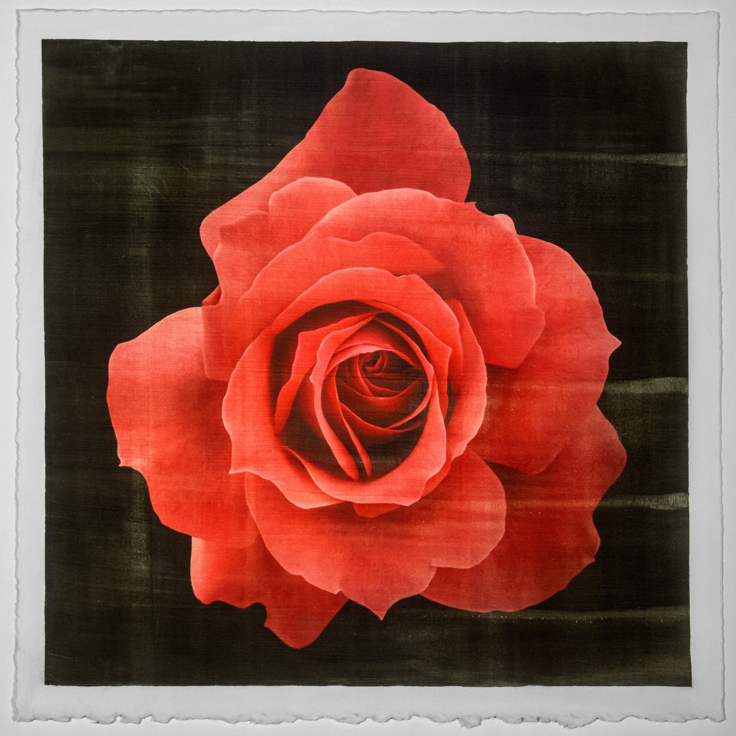 Print of Red Rose packed with spiral petals that recurve slightly blooms a pointed, starry silhouette Centered in Square mode, black background, wall art 8” square on cotton paper deckle edge