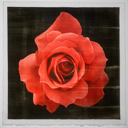 Print of Red Rose packed with spiral petals that recurve slightly blooms a pointed, starry silhouette Centered in Square mode, black background, wall art 8” square on cotton paper deckle edge