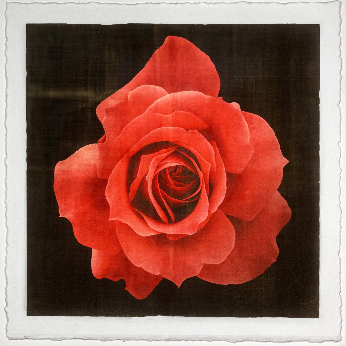 Print of Red Rose packed with spiral petals that recurve slightly blooms a pointed, starry silhouette Centered in Square mode, black background, wall art 12” square on cotton paper deckle edge