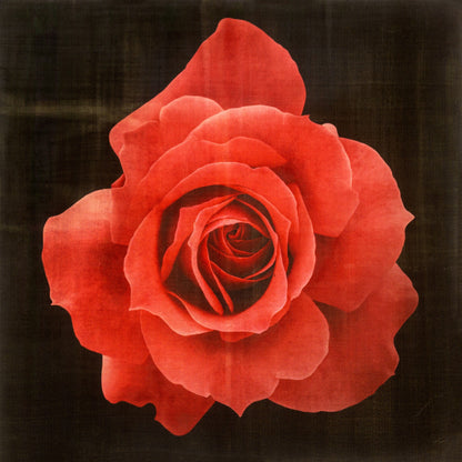 Print of Red Rose packed with spiral petals that recurve slightly to lend the blooms a pointed, starry silhouette   Centered in Square mode, black background, wall art