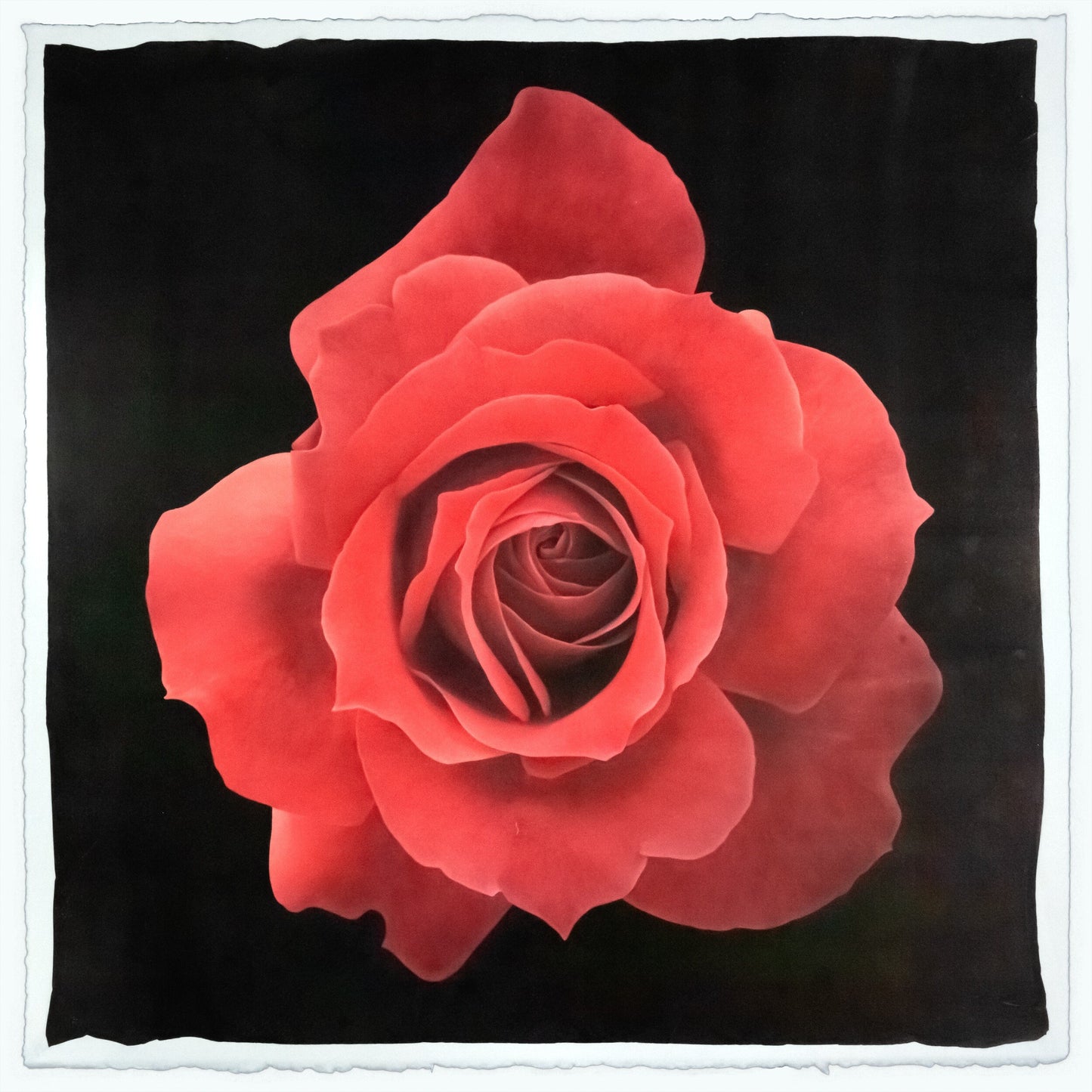 Print of Red Rose packed with spiral petals that recurve slightly blooms a pointed, starry silhouette Centered in Square mode, black background, wall art 12” square on cotton paper deckle edge