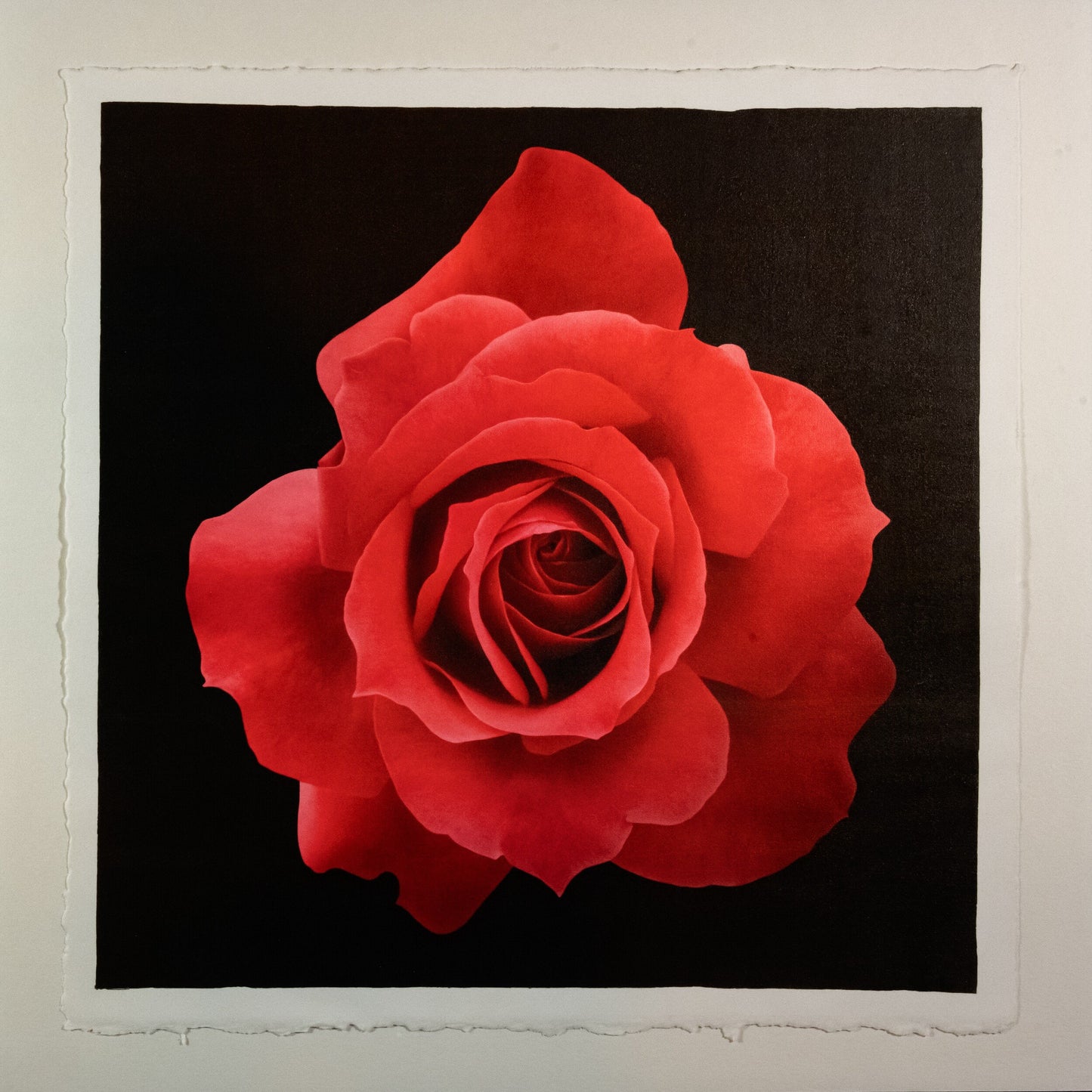 Print of Red Rose packed with spiral petals that recurve slightly blooms a pointed, starry silhouette Centered in Square mode, black background, wall art 12” square on cotton paper deckle edge