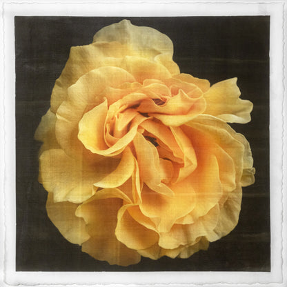 Print of Yellow Rose for sale ruffled bloom packed with yellow and orange random petal sizes and arrangement Centered in Square mode, black background, wall art 8” square on cotton paper deckle edge