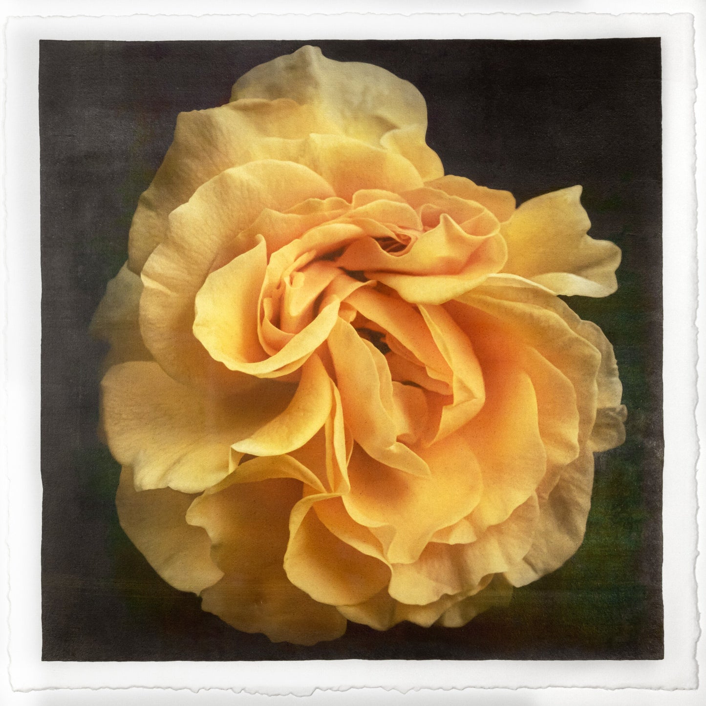 Print of Yellow Rose for sale ruffled bloom packed with yellow and orange random petal sizes and arrangement Centered in Square mode, black background, wall art 12” square on cotton paper deckle edge