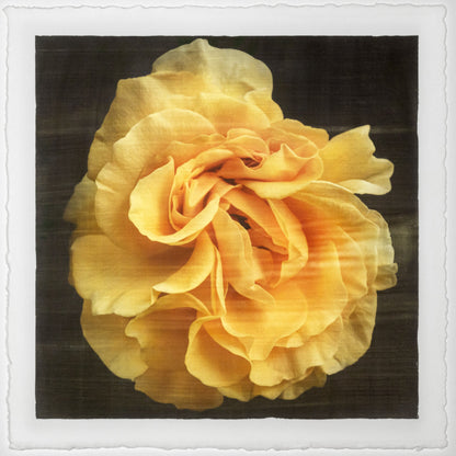 Print of Yellow Rose for sale ruffled bloom packed with yellow and orange random petal sizes and arrangement Centered in Square mode, black background, wall art 12” square on cotton paper deckle edge