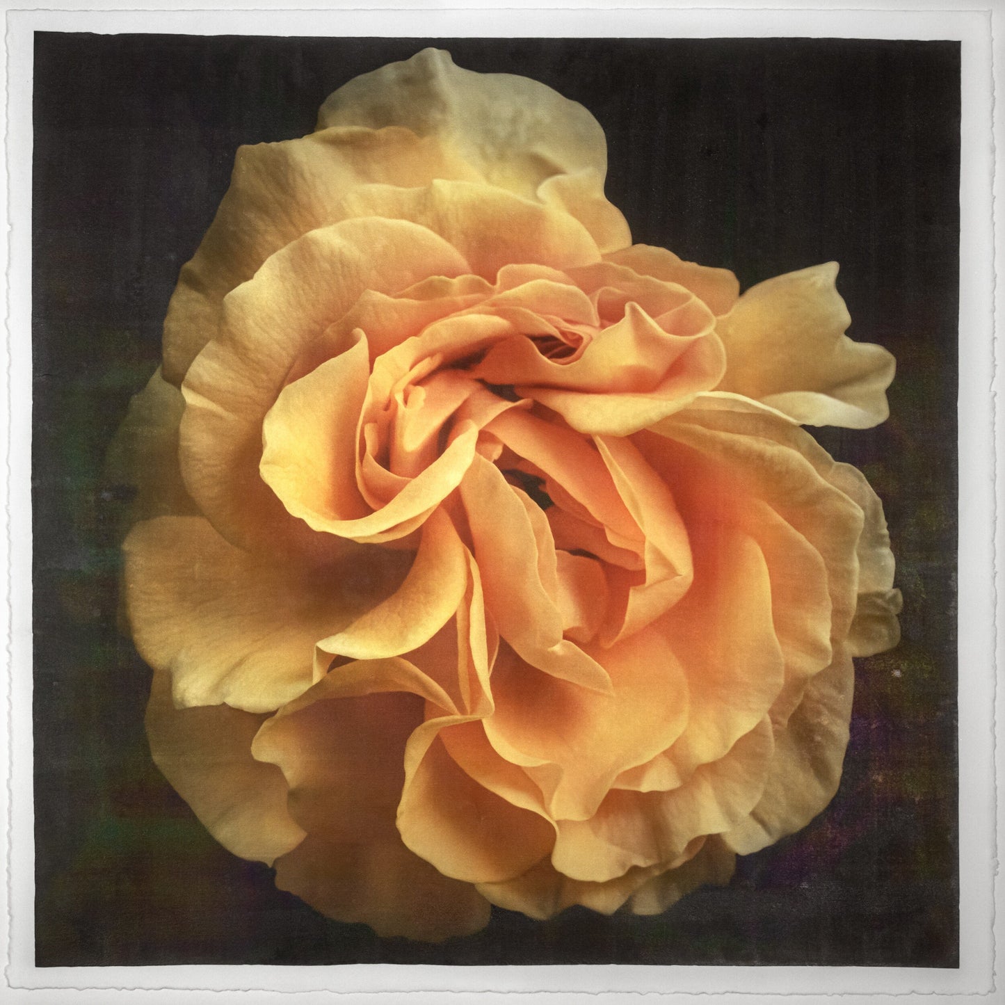 Print of Yellow Rose for sale ruffled bloom packed with yellow and orange random petal sizes and arrangement Centered in Square mode, black background, wall art 20” square on cotton paper deckle edge