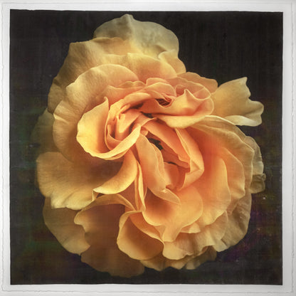 Print of Yellow Rose for sale ruffled bloom packed with yellow and orange random petal sizes and arrangement Centered in Square mode, black background, wall art 20” square on cotton paper deckle edge