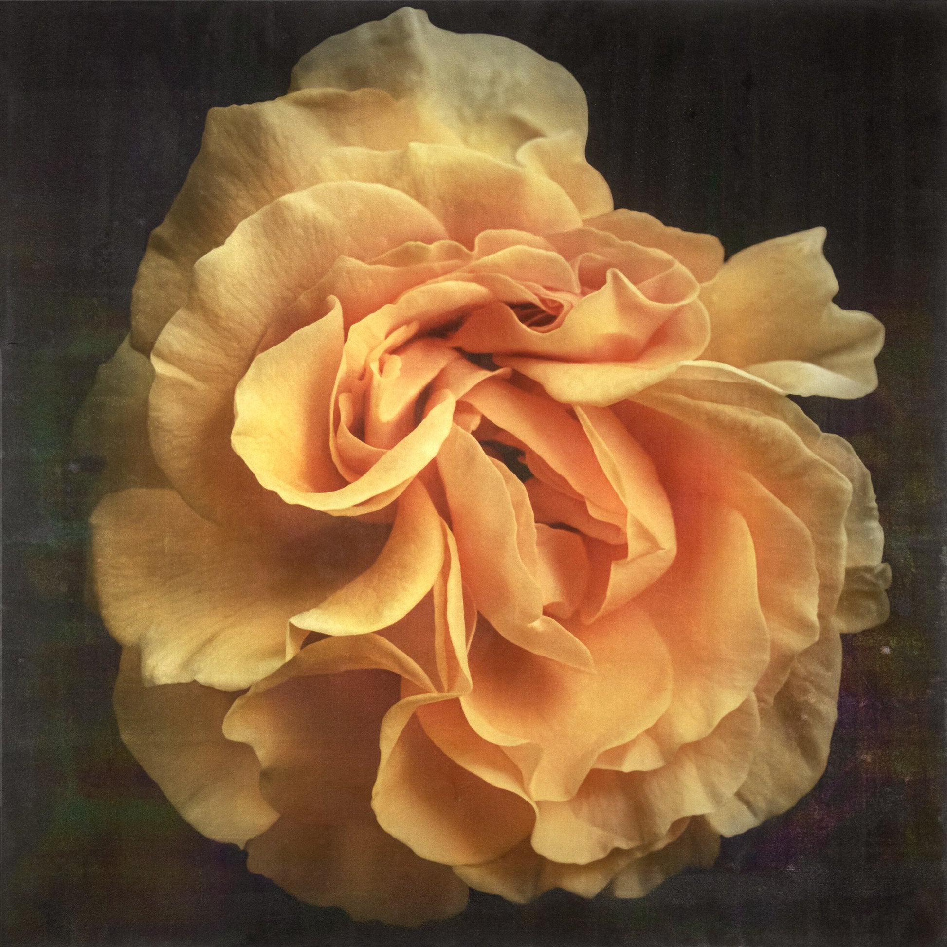 Print of Yellow Rose for sale ruffled bloom packed with yellow and orange random petal sizes and arrangement Centered in Square mode, black background, wall art