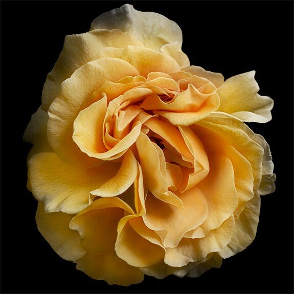 rosette blooming Rose with yellow and orange romantic unfolding petals Centered in Square mode on black background wall art