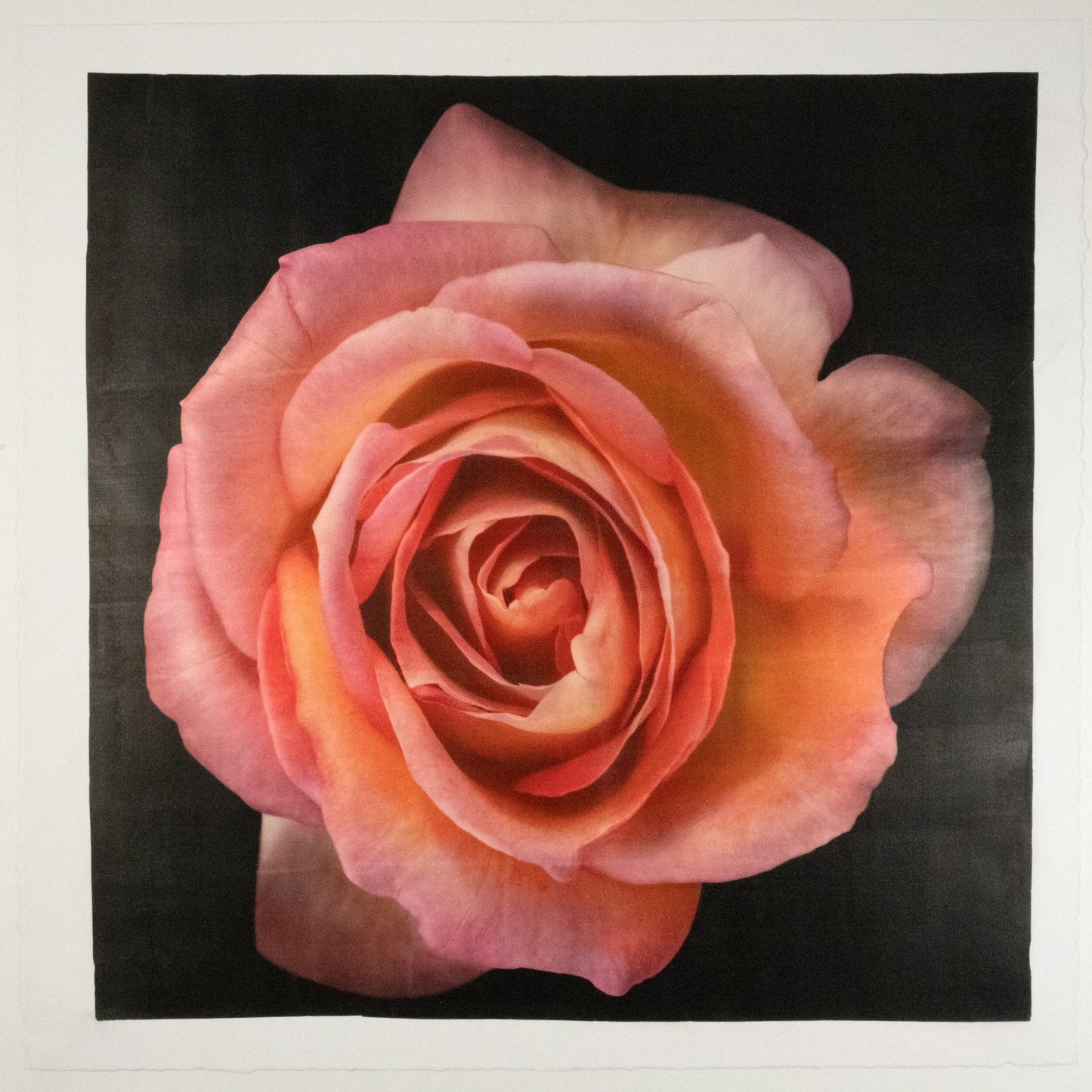 varied edition print of orange floribunda rose in prime bloom with spiral oval opening, golden highlights. 21x21” deckled edge print on French cotton. Square mode, black background, wall art.