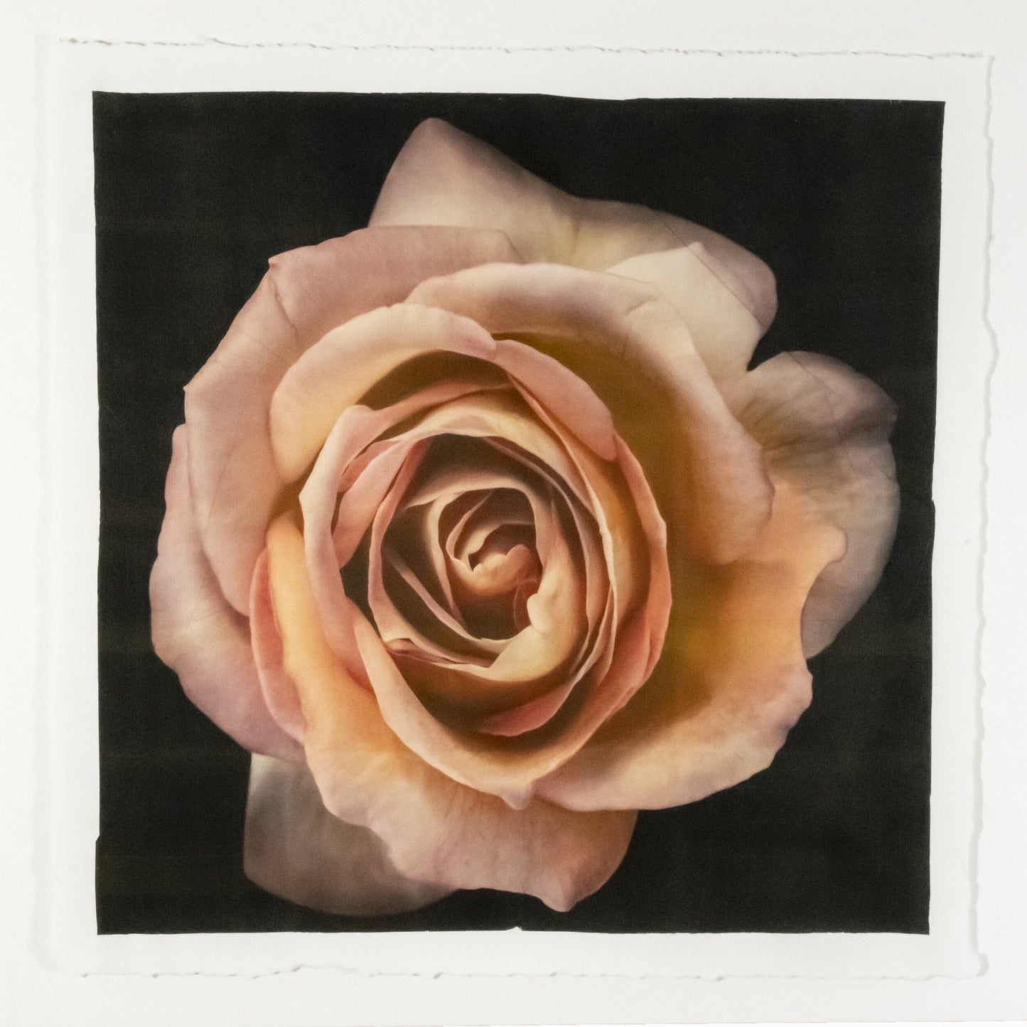 varied edition print of orange floribunda rose in prime bloom with spiral oval opening, golden highlights. 22x22” deckled edge print on French cotton. Square mode, black background, wall art.